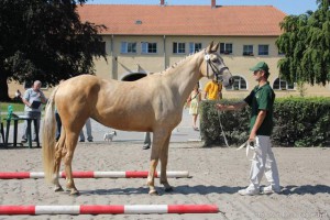 horse_apella-big.jpg